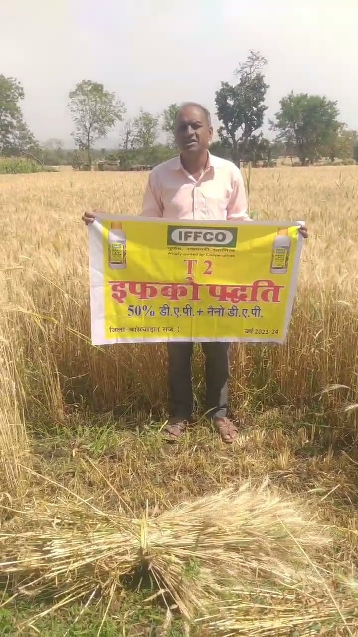 बांसवाड़ा के किसान ने गेहूं की बंपर पैदावार का बताया कैसा तरीका | वनइंडिया हिंदी